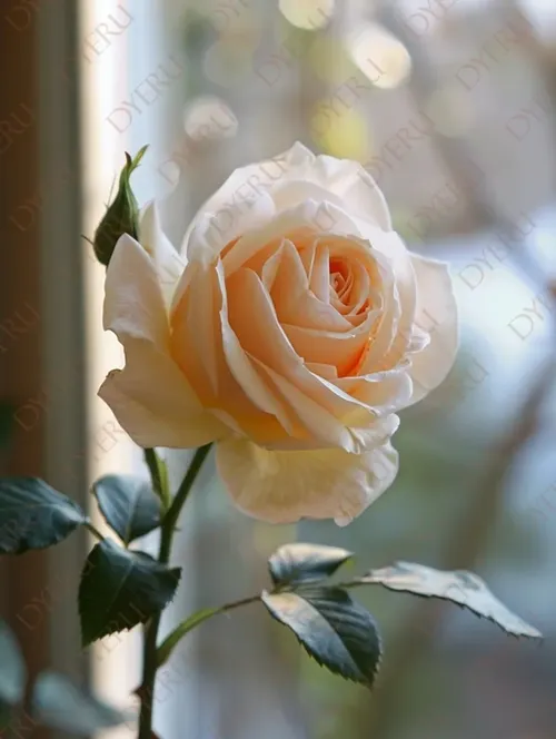 Rosa Elegante e Delicata con Petali Crema in Luce Naturale