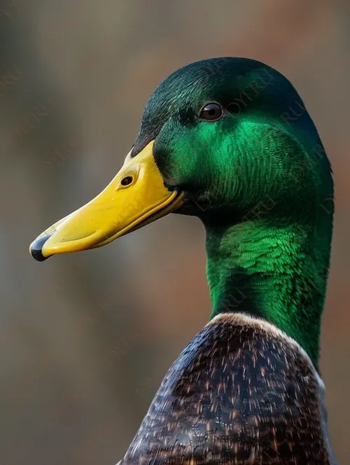Anatra Maschio con Piumaggio Verde Brillante e Becco Giallo
