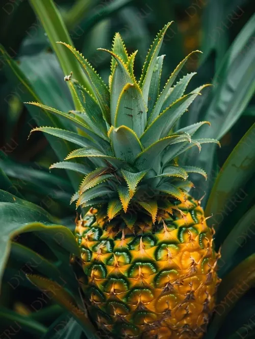 Ananas Maturo su Pianta Verde Lussureggiante