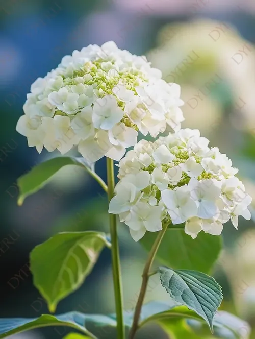 Fiori di Ortensia Bianchi in Fiore con Foglie Verdi