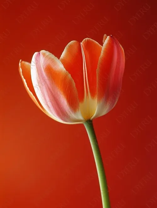 Elegante tulipano arancione su sfondo rosso vibrante