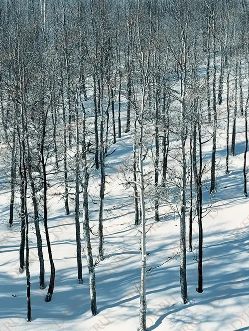 Foresta Innevata con Ombre di Alberi