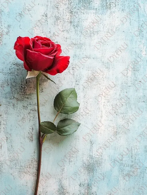 Rosa rossa elegante su sfondo blu