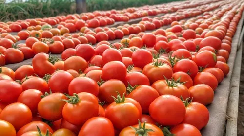 Pomodori freschi raccolti in serra