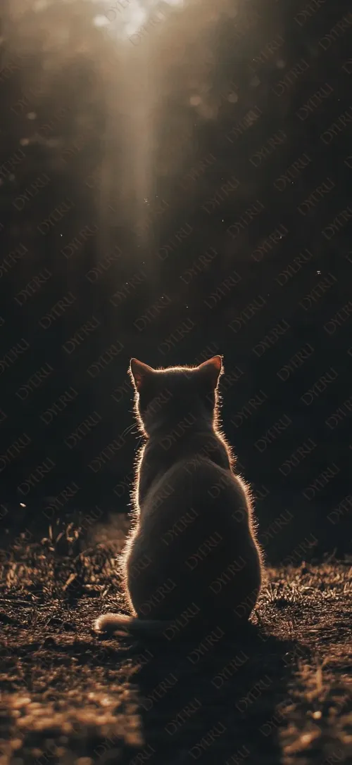Gatto bianco in silhouette al tramonto nella natura