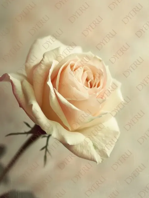 Rosa Elegante e Delicata con Petali Crema