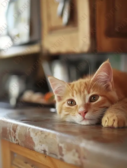 Gatto arancione rilassato su un piano di lavoro in cucina