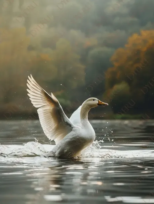 Anatra Bianca in Volo su Acqua Calma al Tramonto