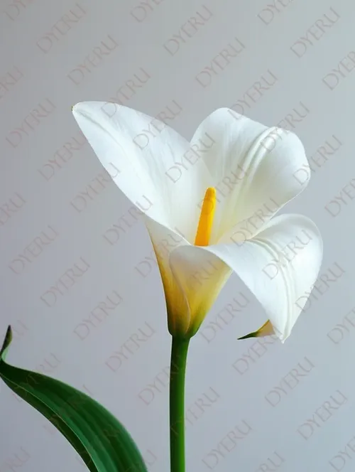 Elegante calla bianca con foglia verde su sfondo neutro