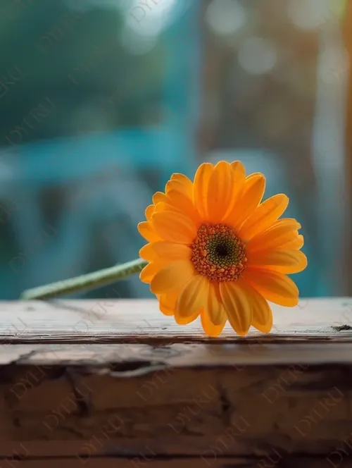 Fiore di gerbera arancione su sfondo sfocato