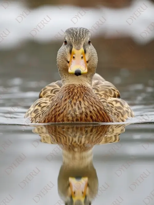 Anatra Selvaggia che Nuota con Riflesso nel Lago