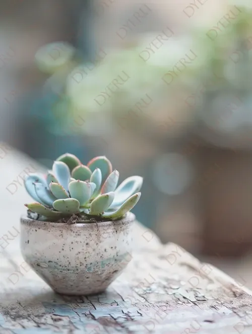 Piccola pianta grassa in vaso di ceramica su tavolo rustico