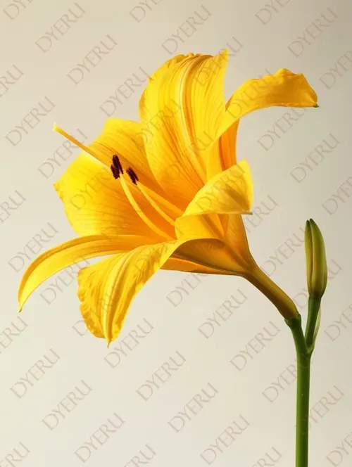 Fiore di Giglio Giallo: Eleganza Naturale e Freschezza Primaverile