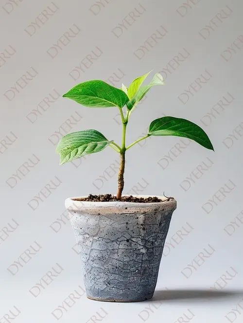 Giovane pianta verde in vaso di ceramica su sfondo neutro