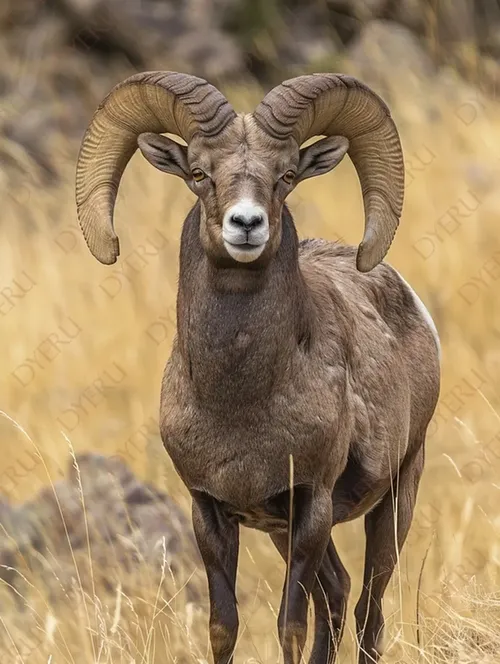 Imponente Montone Maschio con Corna Spiraleggianti in Ambiente Naturale