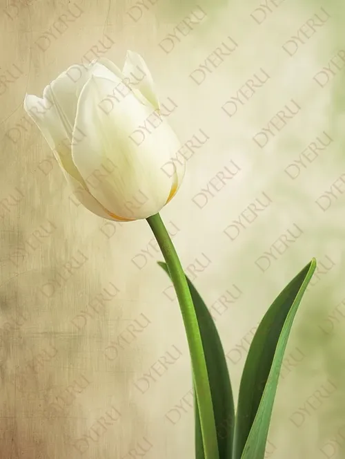 Elegante tulipano bianco su sfondo morbido