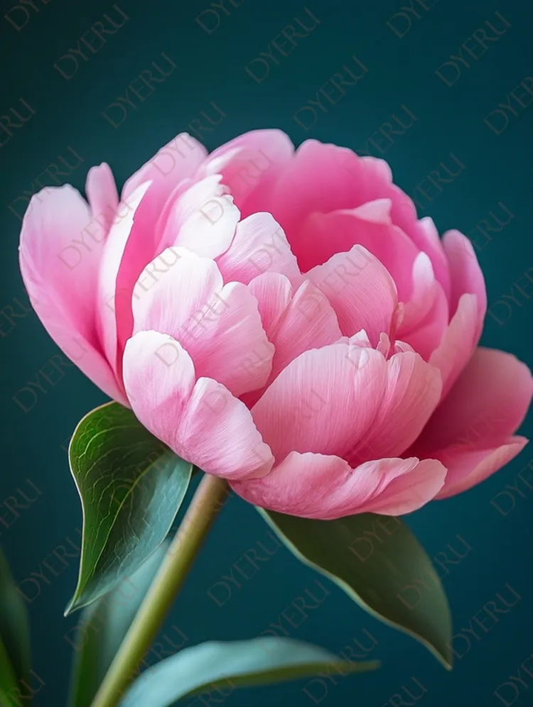 Magnifica Peonia Rosa su Sfondo Blu